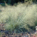 ERAGROSTIS ELLIOTTII 'WIND DANCER' seed image