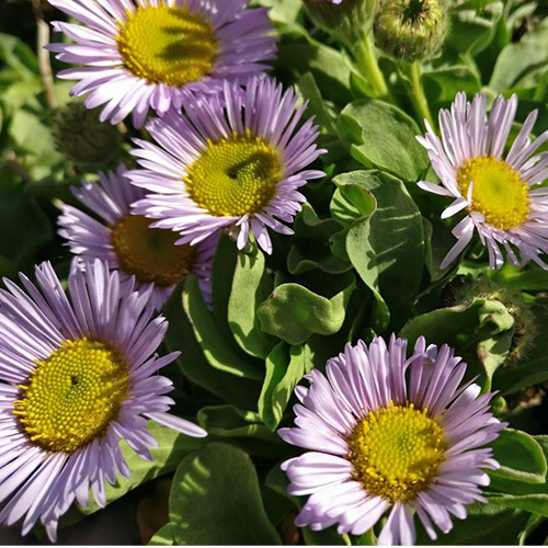 ERIGERON ALPINUS 'MAUVETTE ' seed image