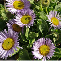 ERIGERON ALPINUS 'MAUVETTE ' seed image