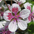 ERODIUM PELARGONIFLORUM seed image
