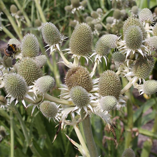 ERYNGIUM EBURNEUM seed image