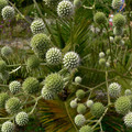 ERYNGIUM SERRA seed image