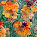 ERYSIMUM JUMBO ORANGE seed image