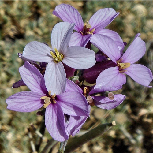 ERYSIMUM SCOPARIUM seed image