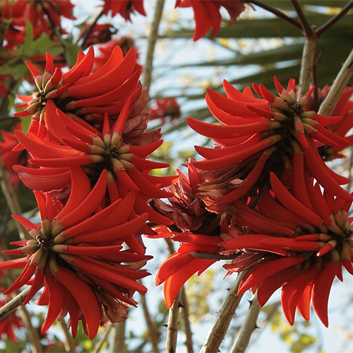 Erythrina corallodendron