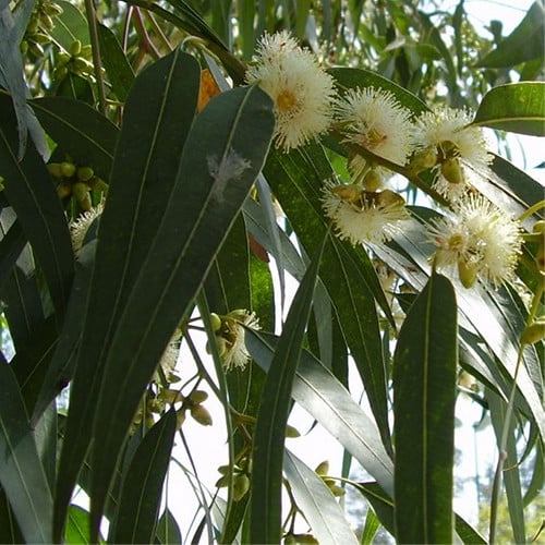 EUCALYPTUS GLOBULUS seed image