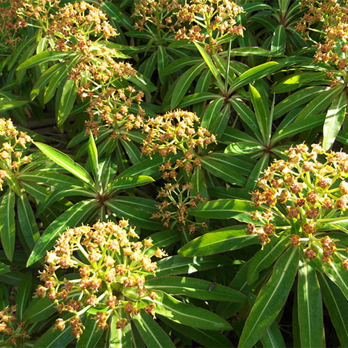 EUPHORBIA MELLIFERA seed image