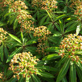 EUPHORBIA MELLIFERA seed image