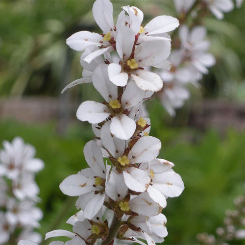 FRANCOA RAMOSA seed image