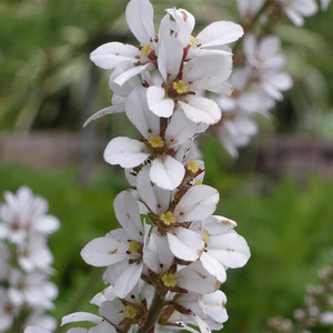 FRANCOA RAMOSA seed image