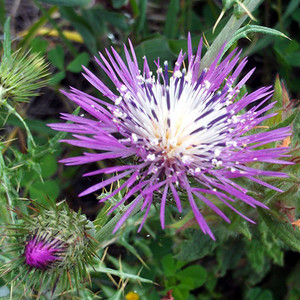 GALACTITES TOMENTOSA seed image