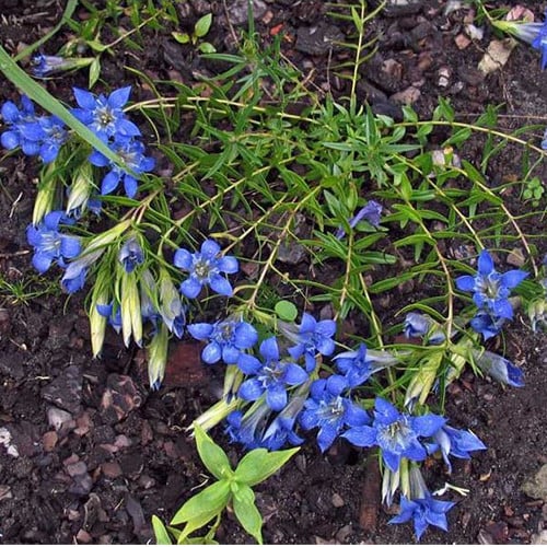 GENTIANA SUENDERMANNII seed image
