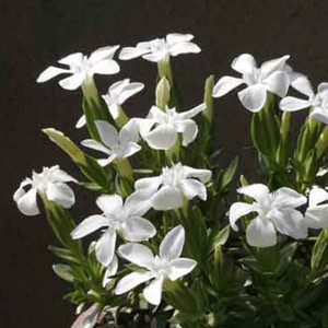 GENTIANA VERNA ALBA seed image