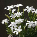 GENTIANA VERNA ALBA seed image