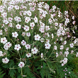GERANIUM MADERENSE 'GUERNSEY WHITE' seed image