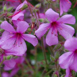GERANIUM PALMATUM seed image