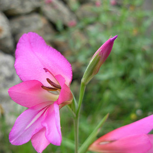 GLADIOLUS COMMUNIS seed image