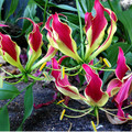 GLORIOSA CARSONII seed image