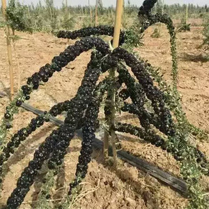 GOJI BERRY BLACK PEARLS seed image