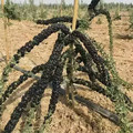 GOJI BERRY BLACK PEARLS seed image
