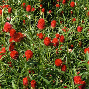 GOMPHRENA HAAGEANA 'STRAWBERRY FIELDS' seed image