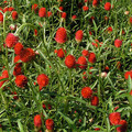 GOMPHRENA HAAGEANA 'STRAWBERRY FIELDS' seed image