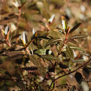HALORAGIS ERECTA 'WELLINGTON BRONZE' seed image