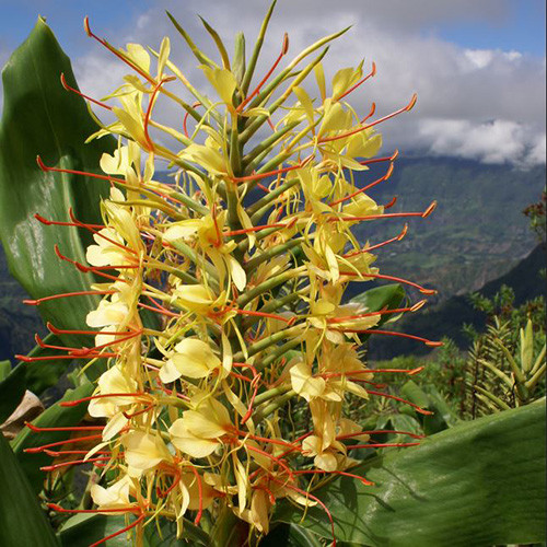 HEDYCHIUM GARDNERIANUM seed image