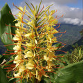 HEDYCHIUM GARDNERIANUM seed image