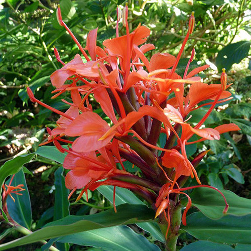 Hedychium coccineum Red Butterfly Ginger Scarlet Gingerlily 5 Seeds