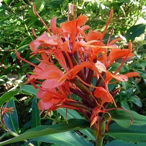 HEDYCHIUM RUBRUM seed image