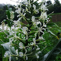 HEDYCHIUM STENOPETALUM seed image