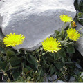 HIERACIUM LAWSONII seed image
