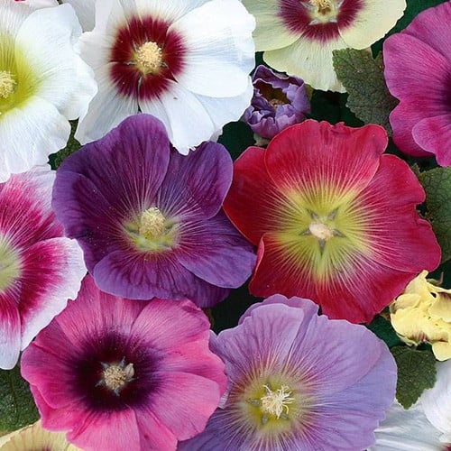 HOLLYHOCK JAMBOREE MIX seed image