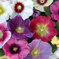HOLLYHOCK JAMBOREE MIX seed image