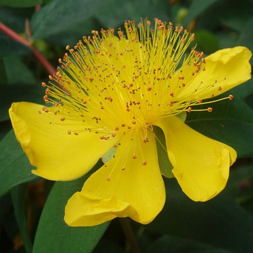 HYPERICUM CALYCINUM seed image