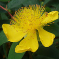 HYPERICUM CALYCINUM seed image