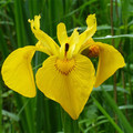 IRIS PSEUDACORUS seed image