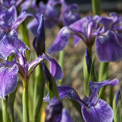 IRIS SETOSA SSP CANADENSIS seed image