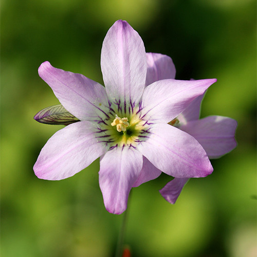 IXIA THOMASIAE seed image