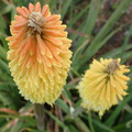 KNIPHOFIA CITRINA seed image