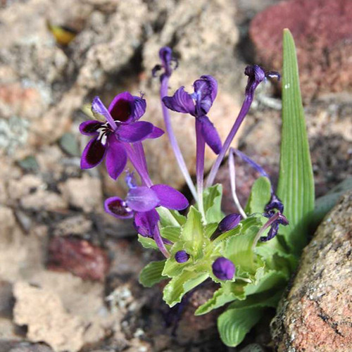 Lapeirousia jacquinii