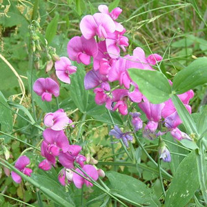LATHYRUS LATIFOLIUS seed image