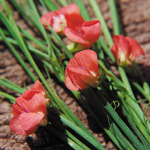 LATHYRUS SPHAERICUS seed image