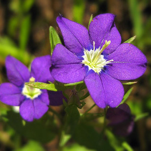 LEGOUSIA 'DEVON SKY' seed image