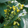 LEYCESTERIA CROCOTHYRSOS seed image