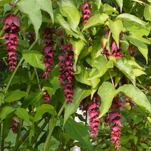 LEYCESTERIA FORMOSA seed image