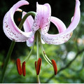 LILIUM LANKONGENSE seed image