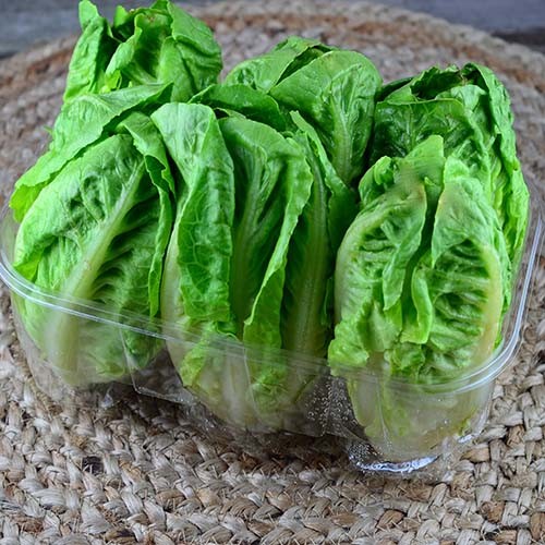 LETTUCE LITTLE GEM seed image