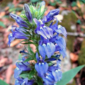 LOBELIA SIPHILITICA 'BLUE CARDINAL' seed image